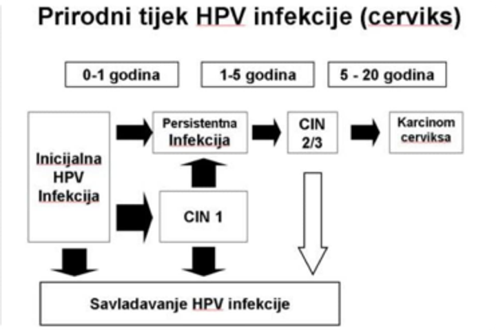Kakvo je stanje s HPV-om (humanim papiloma virusom) u Hrvatskoj?